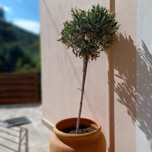 Kép Μπουκαμβίλια - Bougainvillea szállásáról Szívotában a galériában