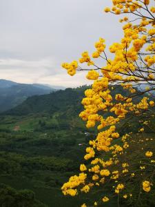 a tree with yellow flowers on the side of a mountain at Finca Campestre Villa del Campo in Santa Rosa de Cabal