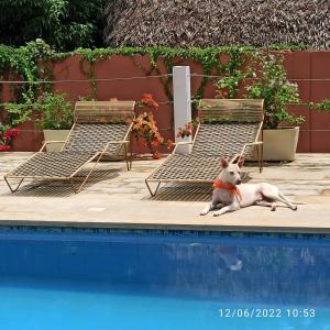 um cão sentado ao lado de duas cadeiras ao lado de uma piscina em Color Hostel Palomino em Palomino