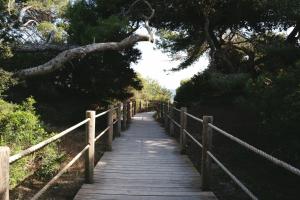 un paseo marítimo de madera con un árbol colgando sobre él en Hostal Mar y Sal, en Sant Josep de sa Talaia