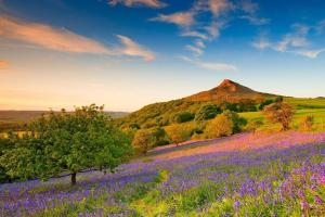 a field of purple flowers with a mountain in the background at Coastal escape in the heart of Saltburn in Saltburn-by-the-Sea