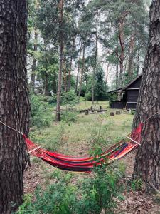 Ogród w obiekcie Ranczo Wilkowyja