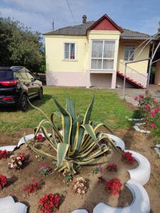 a plant in a yard in front of a house at Абхазия Дом Под Ключ Алахадзы in Alakhadzi