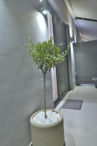 a small tree in a white pot in a hallway at Feel Athens Studios at Monastiraki in Athens