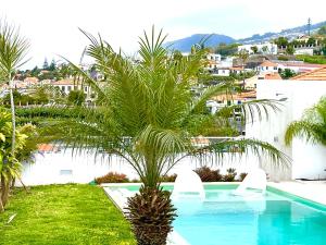 a palm tree in front of a swimming pool at Susy’s Garden in Funchal