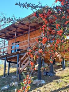 uma árvore com bagas vermelhas em frente a um edifício em Cabaña de Campo - Valle de Calamuchita - Sierras de Córdoba em San Clemente