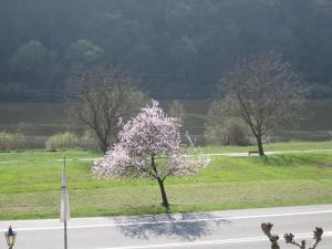 a flowering tree on the side of a road at Hotel Moselterrasse in Ediger-Eller