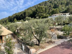 an olive tree in front of a mountain at HMO Glamping & Suites in Vignanotica in Mattinata