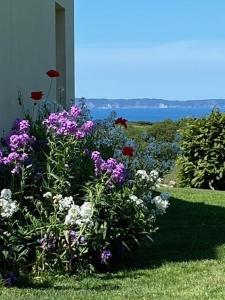 a garden with purple and white flowers in the grass at La Maison de Lésa in Poullan-sur-Mer