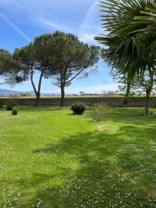 dos árboles en un campo con césped verde en La selva, en Arezzo