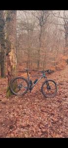 Pension Brinkvis في دي كوخ: دراجة متوقفة بجانب شجرة في الغابة