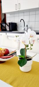 a white plant in a white vase on a table at Apartments Severina in Rovinj