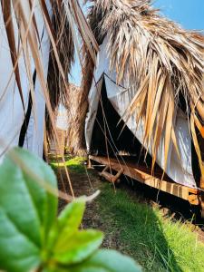 a hut with a thatched roof and some grass at Macarena Paredon in El Paredón Buena Vista