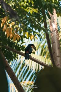 a black bird sitting on a tree branch at Hostel Marthi Itamambuca in Ubatuba