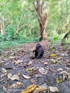 a black cat sitting on the ground in the woods at Tangkoko Sanctuary Villa in Bitung