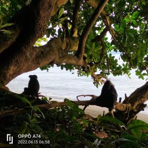 deux singes assis dans un arbre devant l'eau dans l'établissement Tangkoko Sanctuary Villa, à Bitung