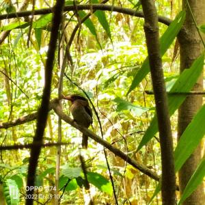 a bird perched on top of a tree branch at Tangkoko Sanctuary Villa in Bitung