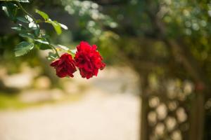 a red flower is hanging from a tree at Red Clay pension in Gangneung