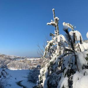 un arbre recouvert de neige à côté d'une masse d'eau dans l'établissement Fine and You Ocean City, à Donghae