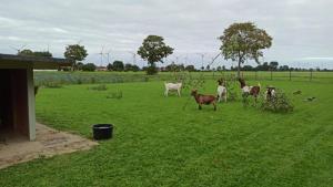 a herd of goats walking in a field of grass at Tjarkshof in Friedrichskoog