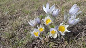 Photo de la galerie de l'établissement Гостевой дом Azia, à Borovoe 42 autres photos