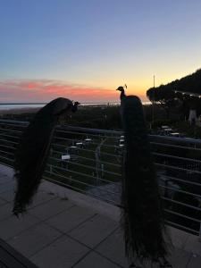 deux paons debout sur une clôture avec leurs ailes étalées dans l'établissement Mazagonia, à Mazagón