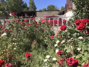 einen Garten mit roten Rosen mit einem roten Truck im Hintergrund in der Unterkunft Ave Zara in Vaghatin
