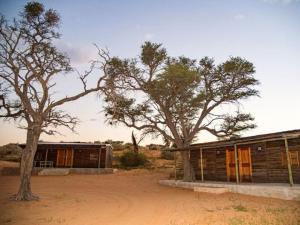 AskhamにあるZoutpanputs Game Lodgeの砂漠の中の二本の木の建物