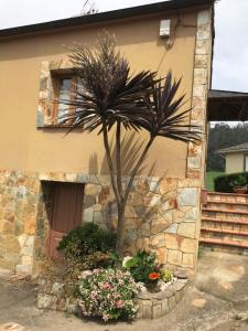 a palm tree in a pot in front of a house at La Casa del Castaño in Vegadeo