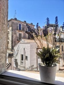 un vaso seduto su un davanzale con una pianta di Torre d'Oriente a Rodi Garganico Altre 2 foto