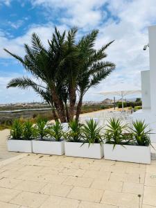 een palmboom in een rij witte planten bij Fisherman´s Cave in Faro +30 foto's