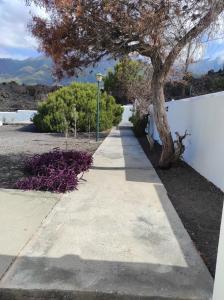 a sidewalk with a tree next to a wall at CRÁTER 2 in El Paso