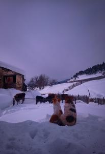 Dýr á gistihúsinu eða í nágrenninu