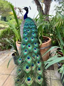 a peacock with peacocks tail is standing in a garden at Mazagonia in Mazagón