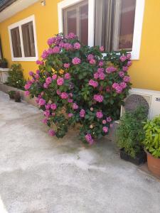 a bunch of pink flowers on the side of a house at IN Kala in Rijeka