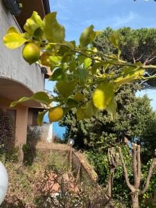 Ogród w obiekcie ARGENTARIO… tutto da scoprire