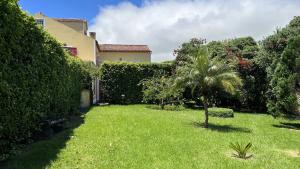 a yard with a palm tree and a hedge at Casa da Japoneira in Horta