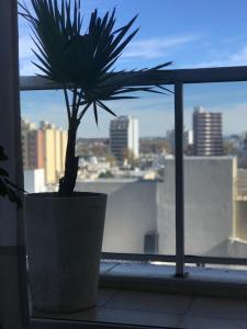 リオ・クアルトにあるDepartamento céntrico - Leer condiciones y precioの窓枠に座る鉢植え