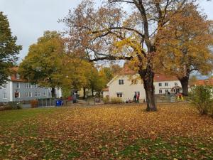ein Baum in einem Hof mit Blättern auf dem Boden in der Unterkunft Huskvarna Hotell & Vandrarhem in Huskvarna