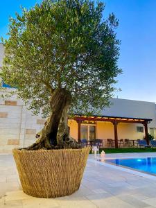 a bonsai tree in a basket next to a pool at Il Casale Normanno in San Vito dei Normanni