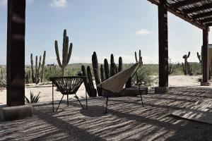 une terrasse avec des chaises et des cactus dans le désert dans l'établissement Desierto Azul, à Todos Santos