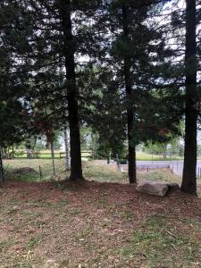 eine Gruppe von Bäumen in einem Park mit einem Felsen in der Unterkunft Casa vacanze pila in Charvensod