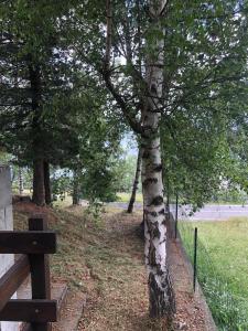 un arbre dans un parc à côté d'un banc dans l'établissement Casa vacanze pila, à Charvensod 2 autres photos