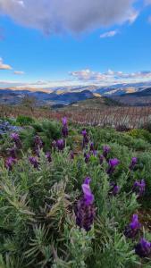 Provesende的住宿－Casa de Pena d'Águia - Douro Encantado，山丘上一片紫色的花田