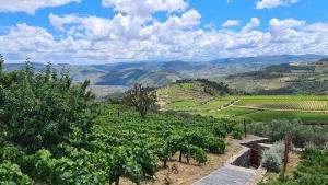 a view of a vineyard with mountains in the background at Casa de Pena d'Águia - Douro Encantado in Provesende