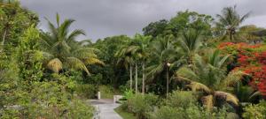un sentiero attraverso una foresta con palme e fiori di Gray Coconut Sorbet, T3 tout équipé avec parking gratuit a Le Moule