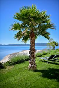 a palm tree in the grass next to a beach at "Babe" Beachfront Residence in Sukošan
