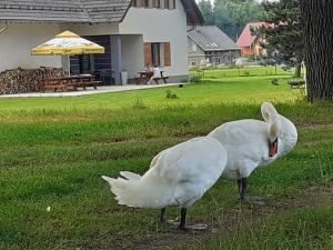 Zwierzęta w kwaterze prywatnej lub w pobliżu