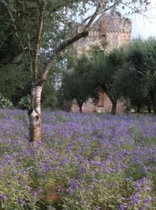 A garden outside Casa Serradei