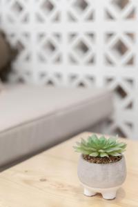 a small green plant in a white vase on a table at Salvatore's Island House in Mýkonos City